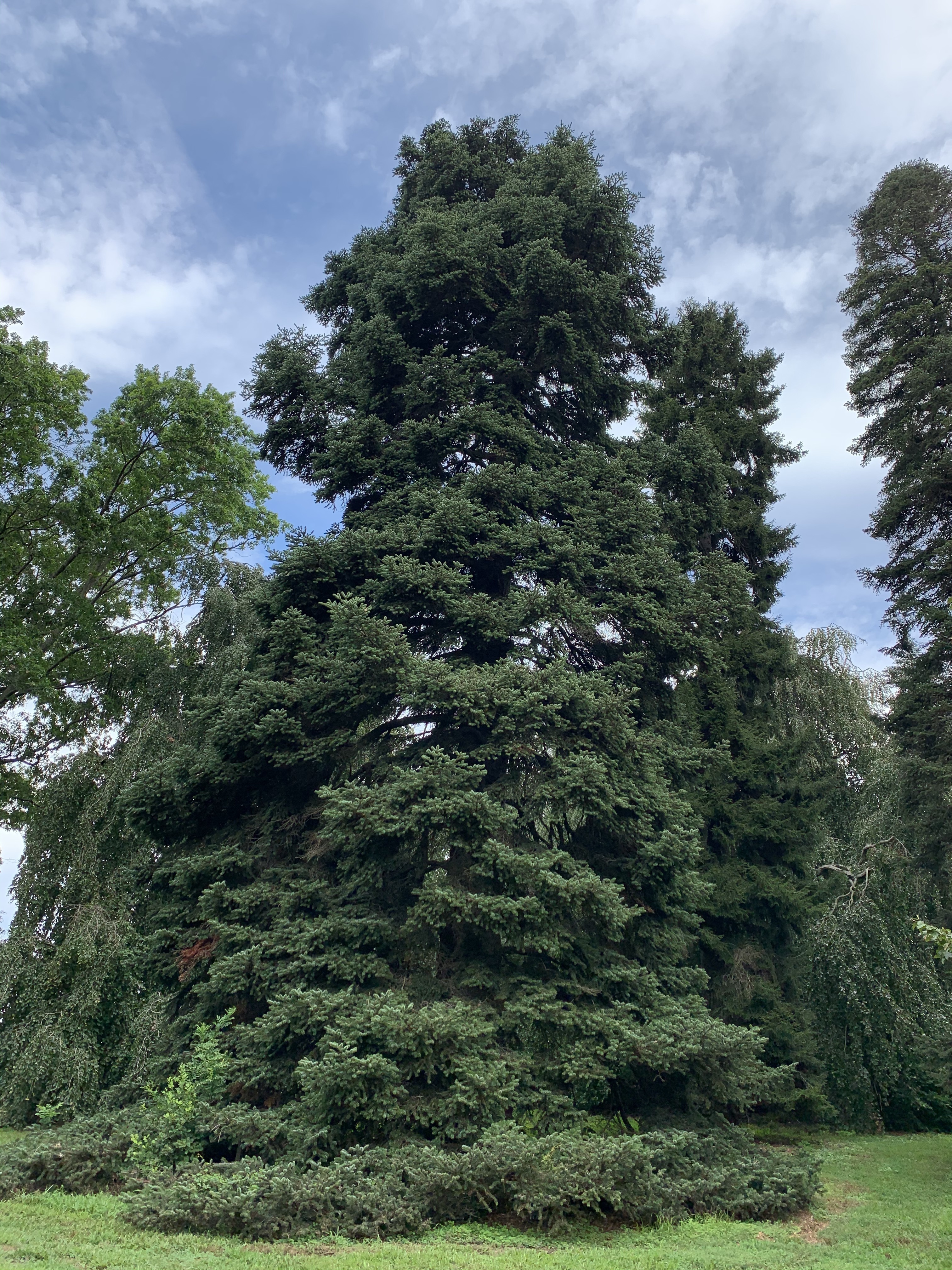 Abies cephalonica