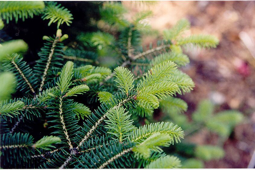Abies cephalonica