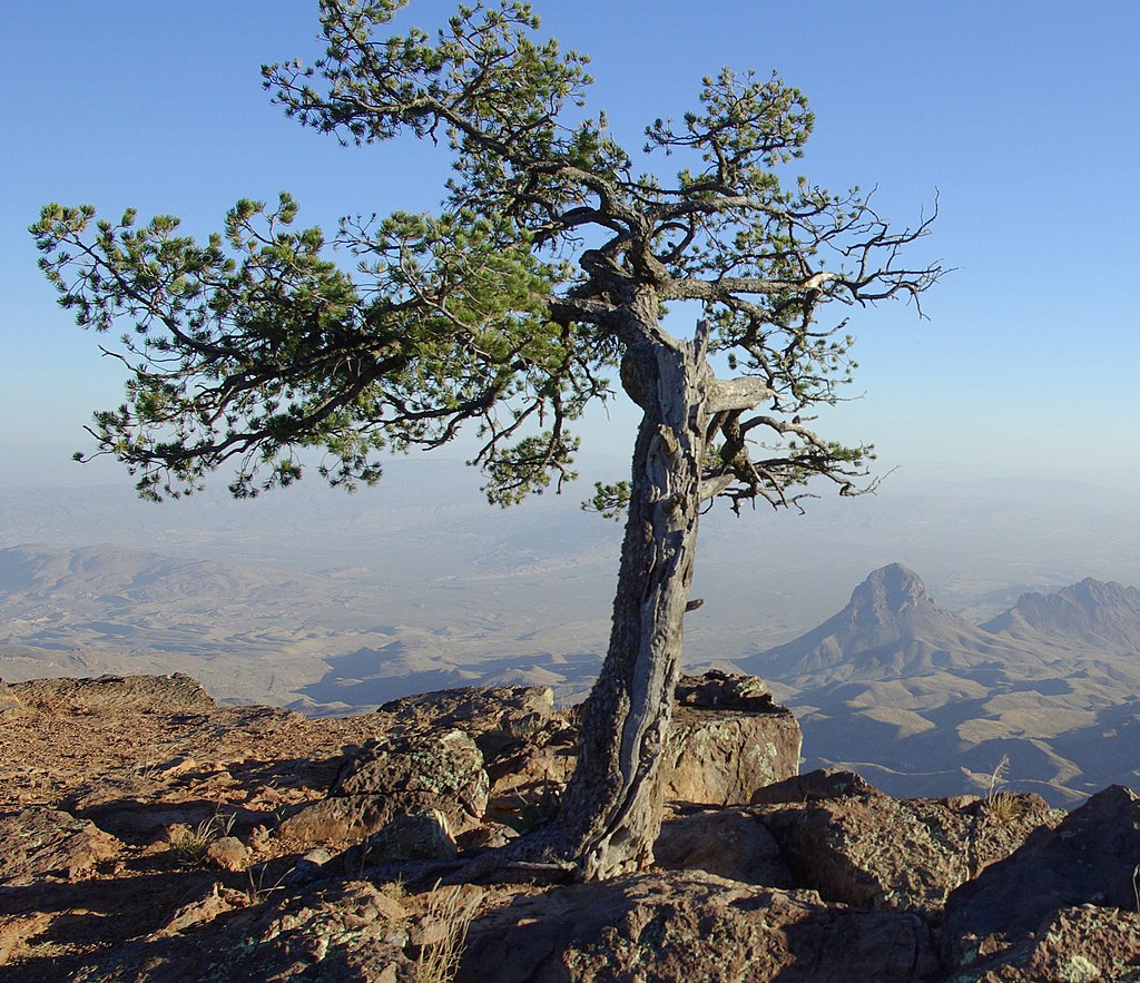 Pinus cembroides
