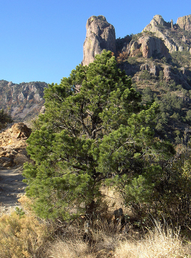 Pinus cembroides