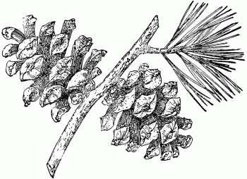 Pinus cembroides