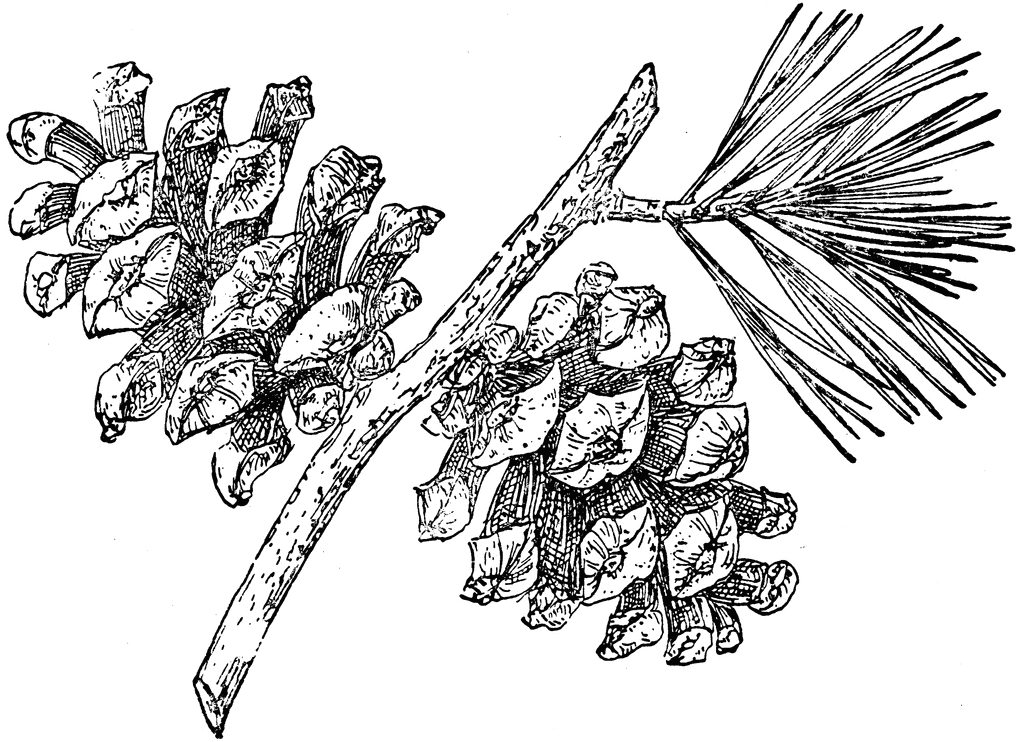 Pinus cembroides