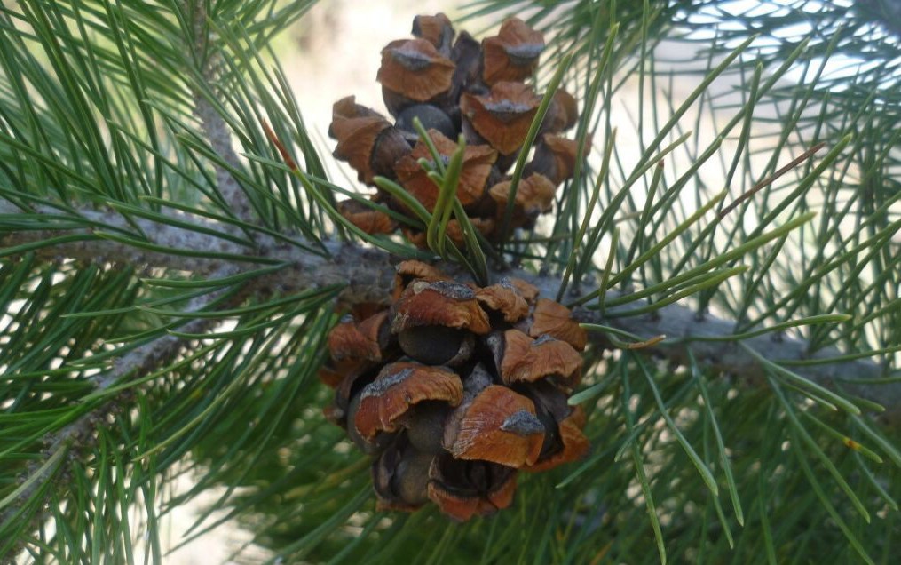 Pinus cembroides