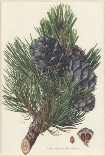 Pinus cembra