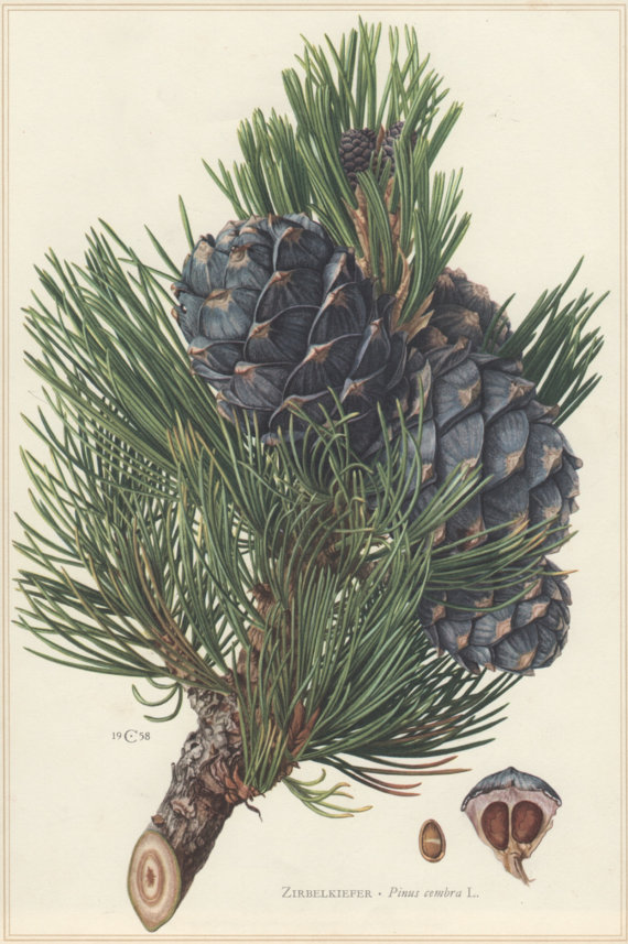 Pinus cembra