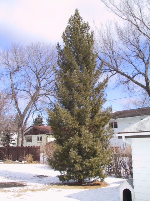 Pinus cembra