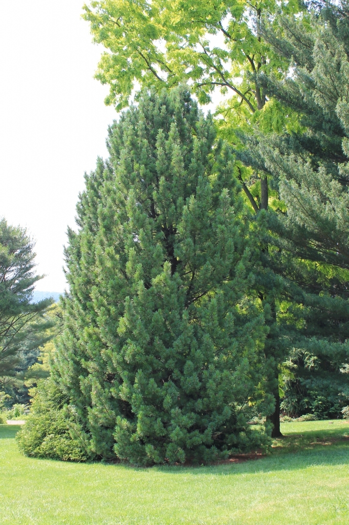 Pinus cembra