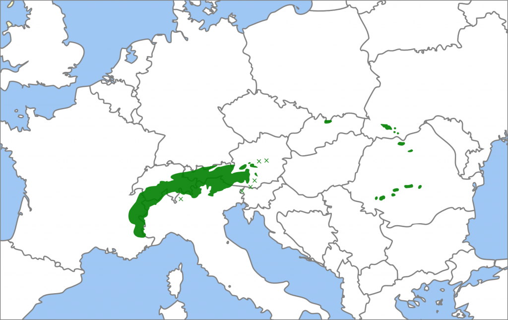 Pinus cembra