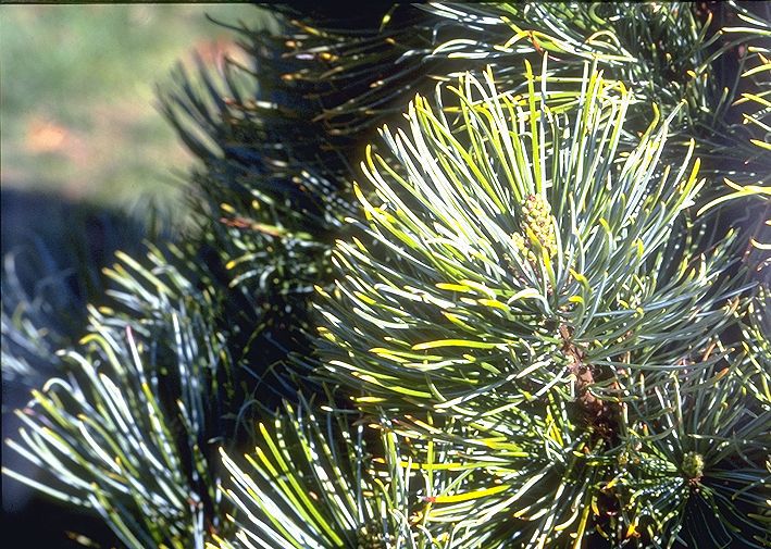 Pinus cembra