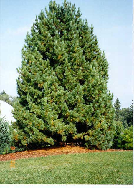 Pinus cembra