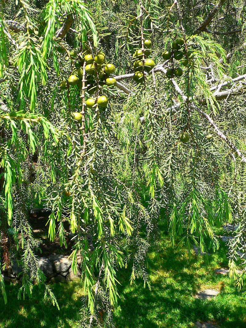Juniperus cedrus