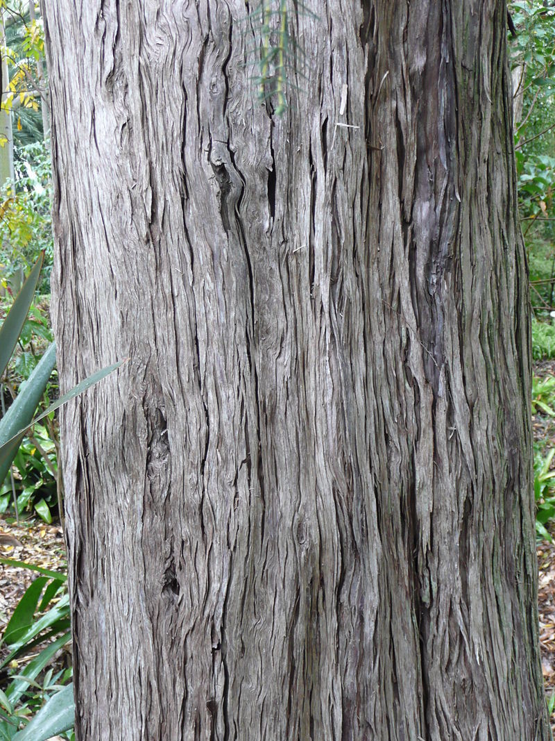 Juniperus cedrus