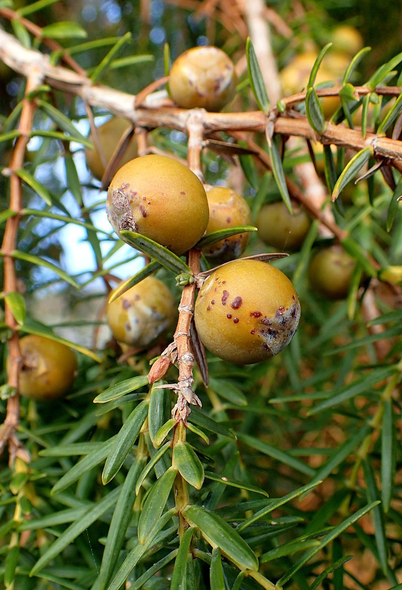 Juniperus cedrus