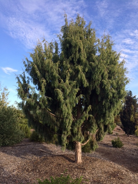 Juniperus cedrus