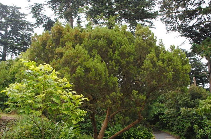 Widdringtonia cedarbergensis