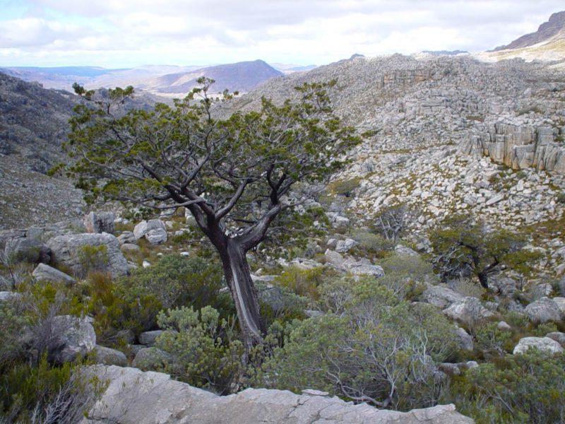 Widdringtonia cedarbergensis