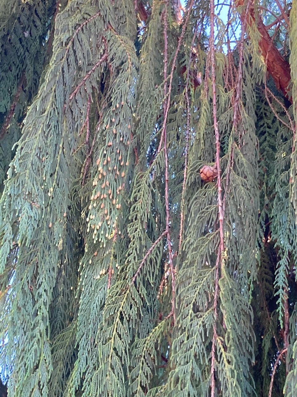 Cupressus cashmeriana