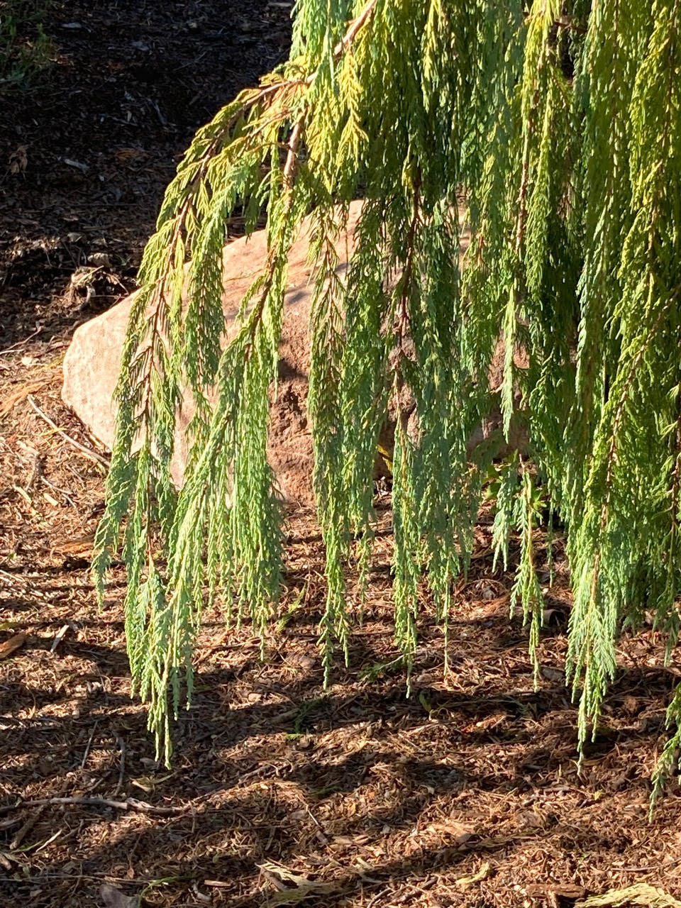 Cupressus cashmeriana