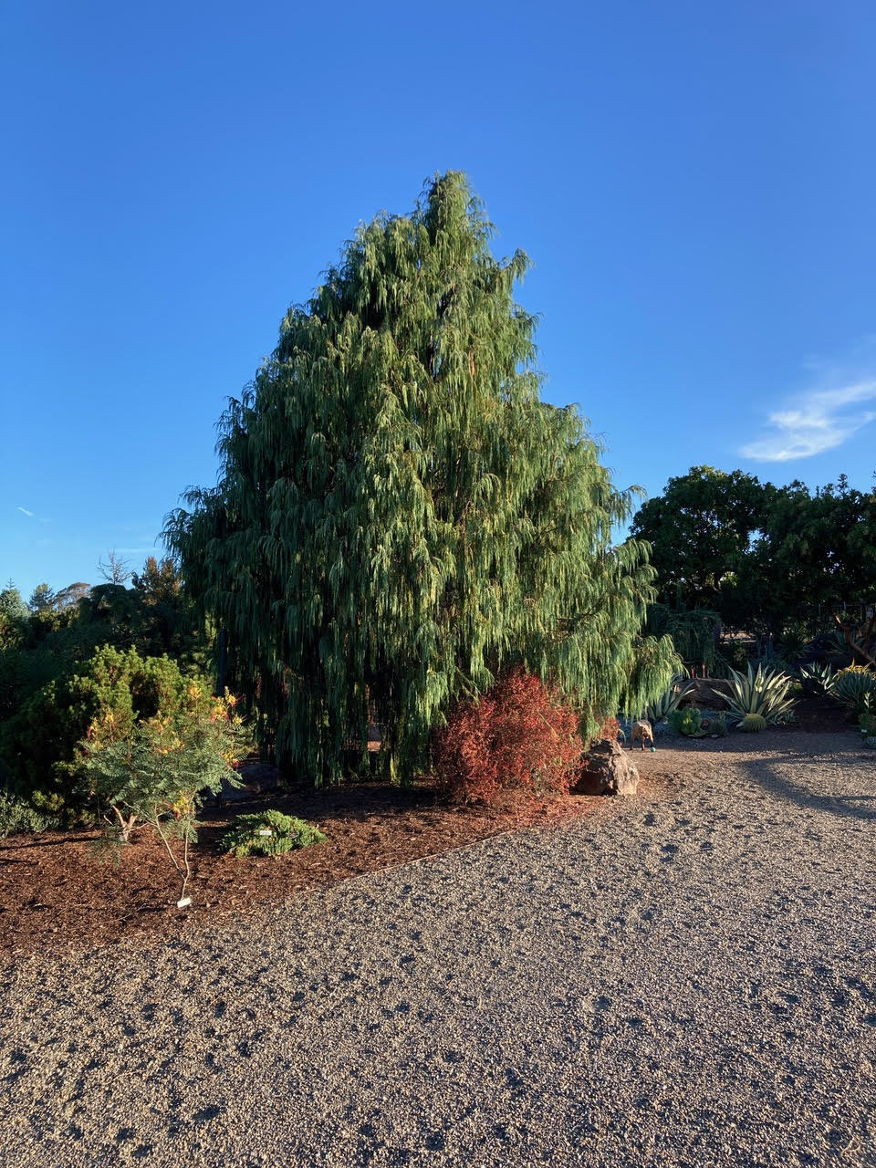 Cupressus cashmeriana