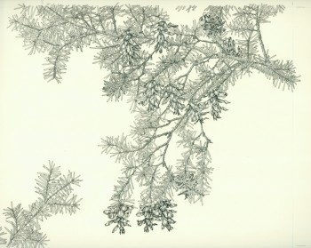 Tsuga caroliniana