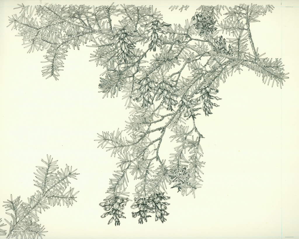 Tsuga caroliniana