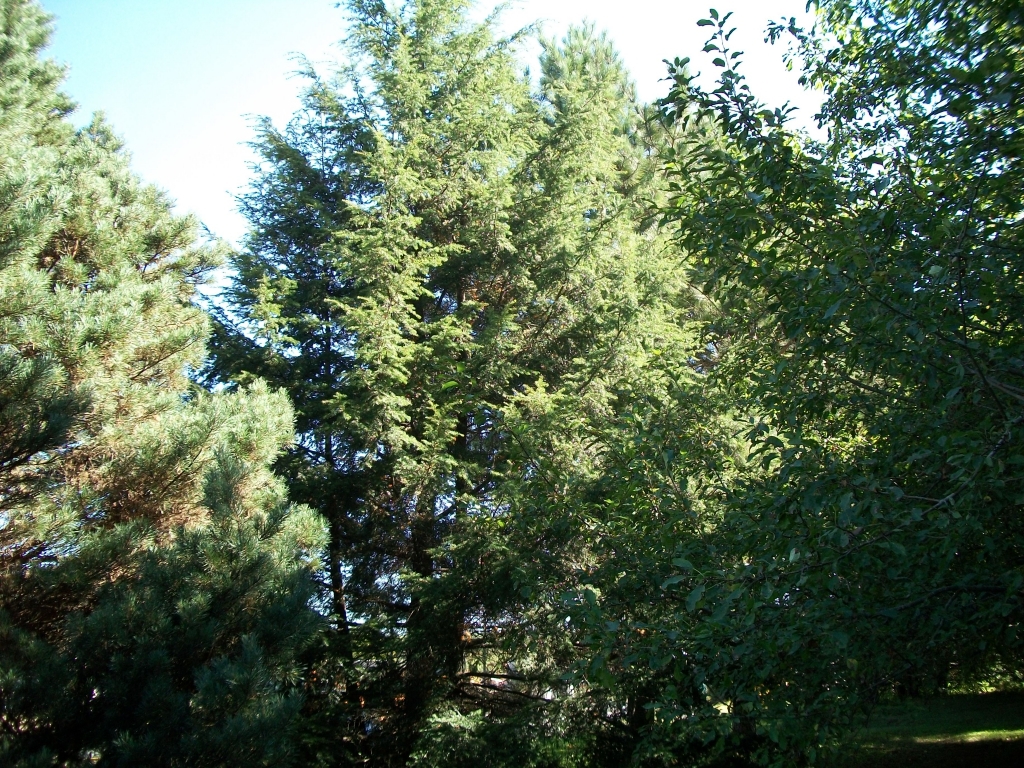 Tsuga caroliniana