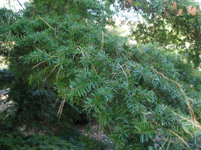 Tsuga caroliniana