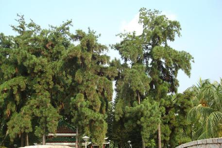 Pinus caribaea