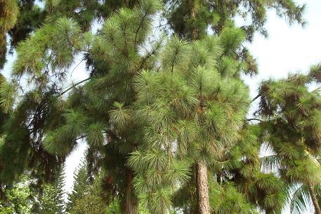 Pinus caribaea