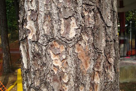 Pinus caribaea