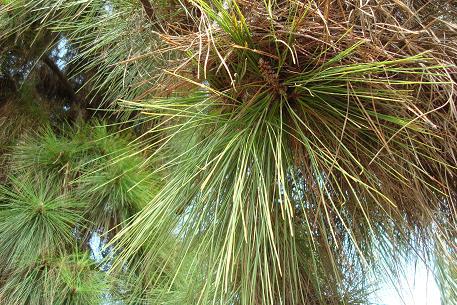 Pinus caribaea