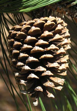Pinus caribaea