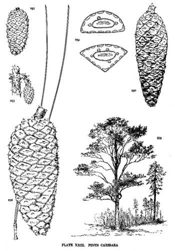 Pinus caribaea