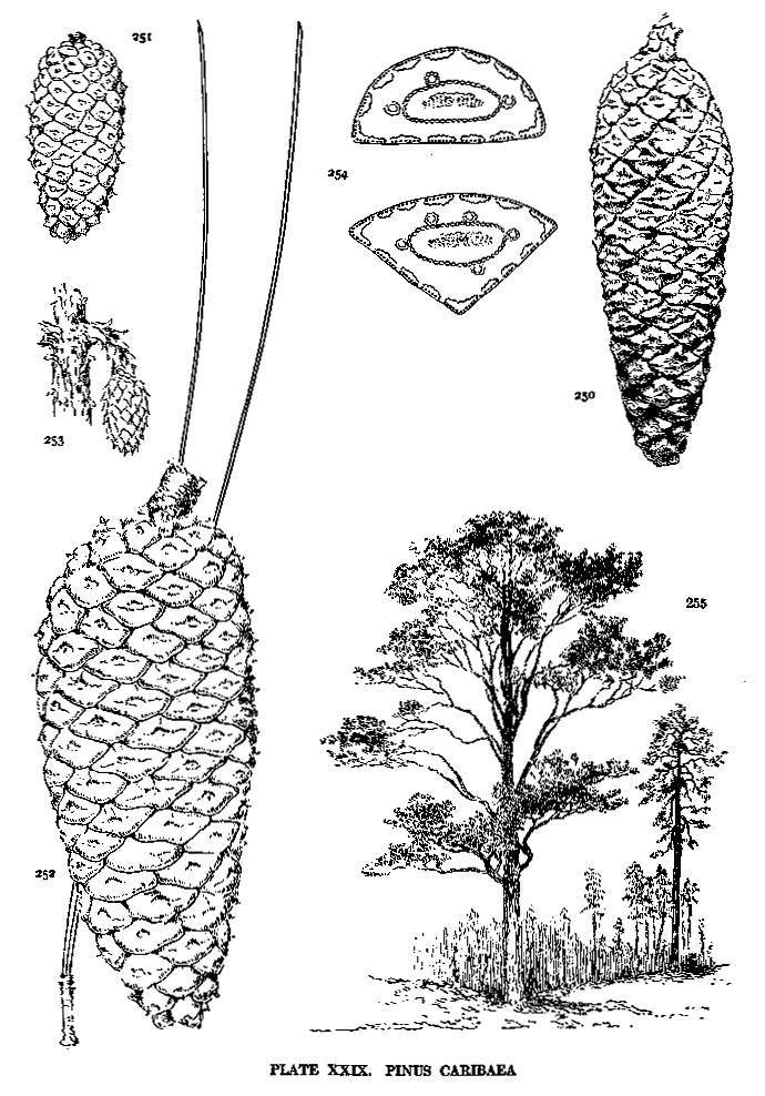 Pinus caribaea