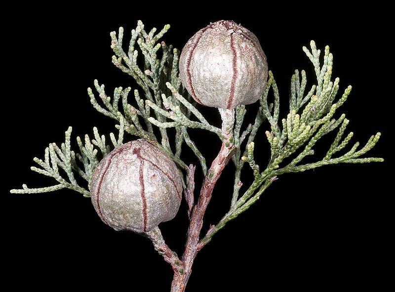 Callitris canescens