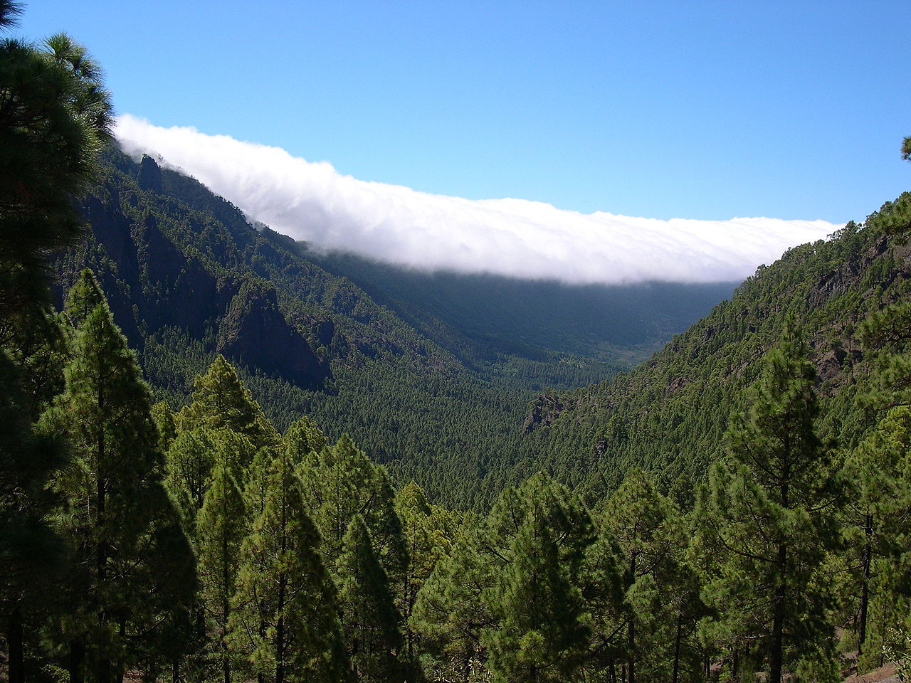 Pinus canariensis