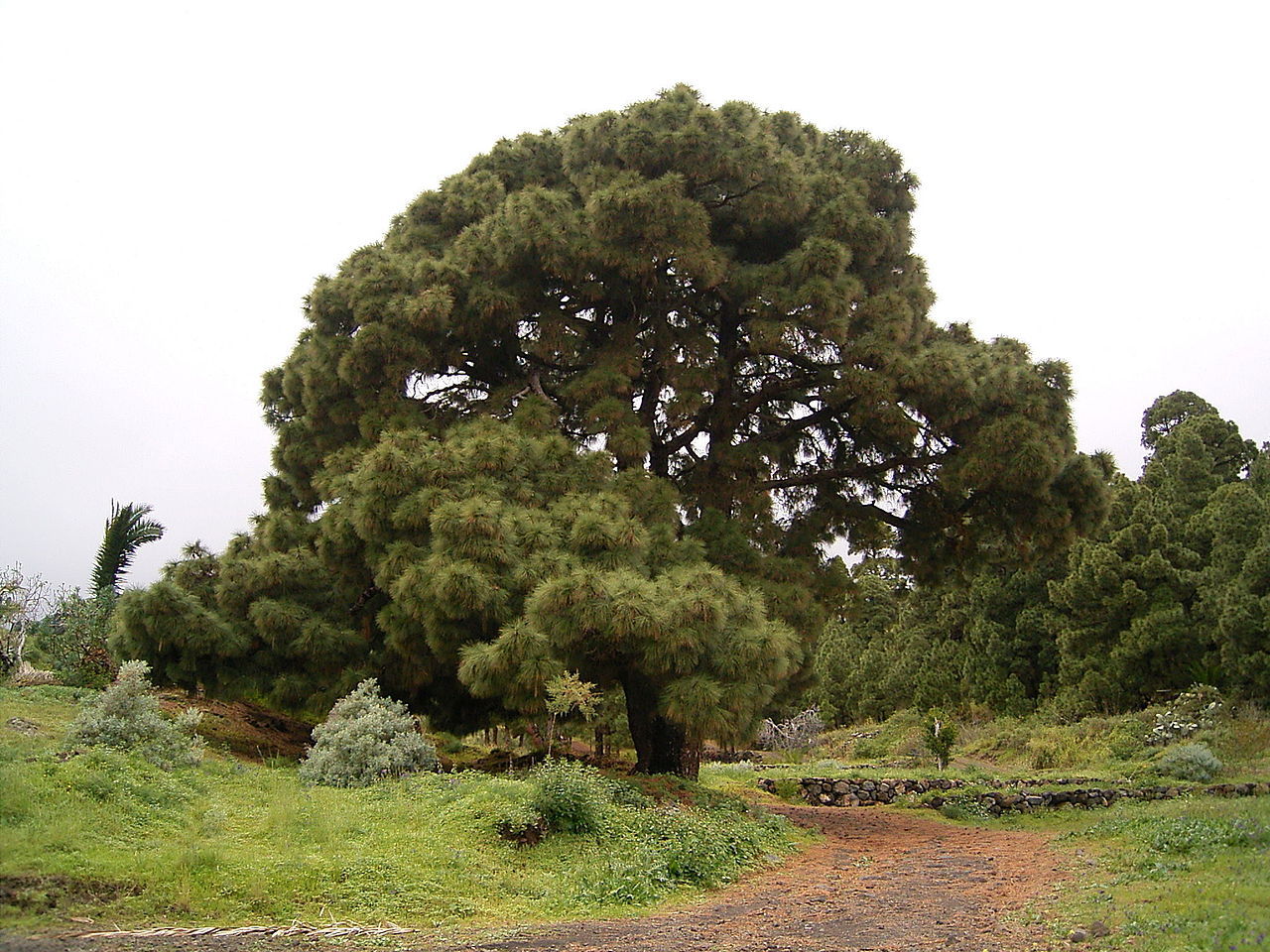 Pinus canariensis