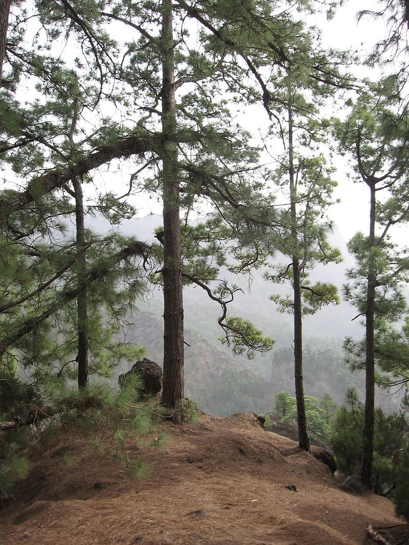 Pinus canariensis