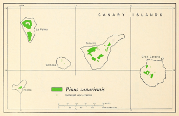 Pinus canariensis