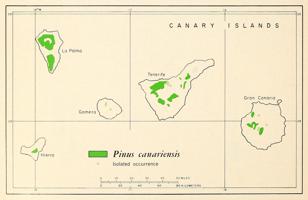 Pinus canariensis