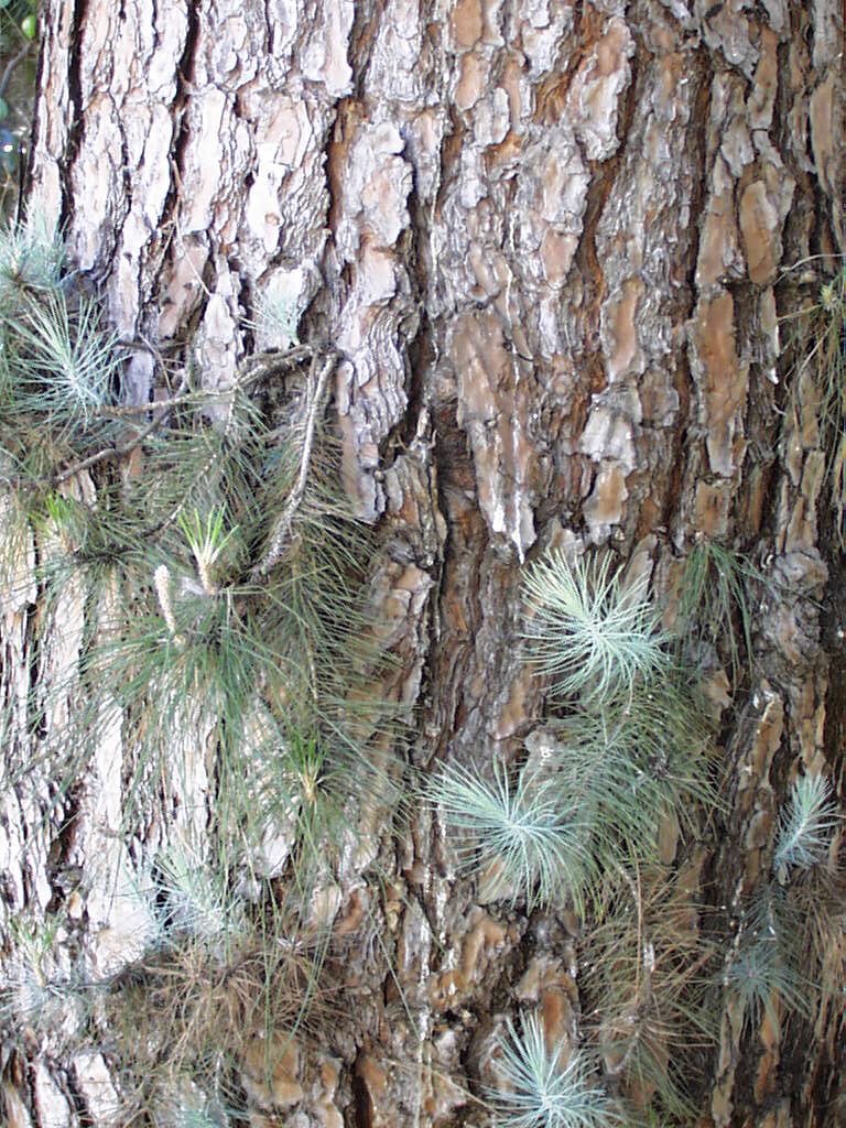 Pinus canariensis