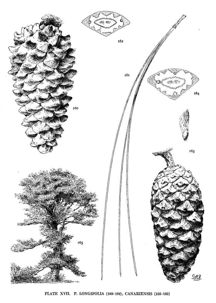 Pinus canariensis
