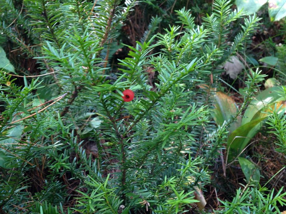 Taxus canadensis