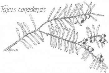 Taxus canadensis