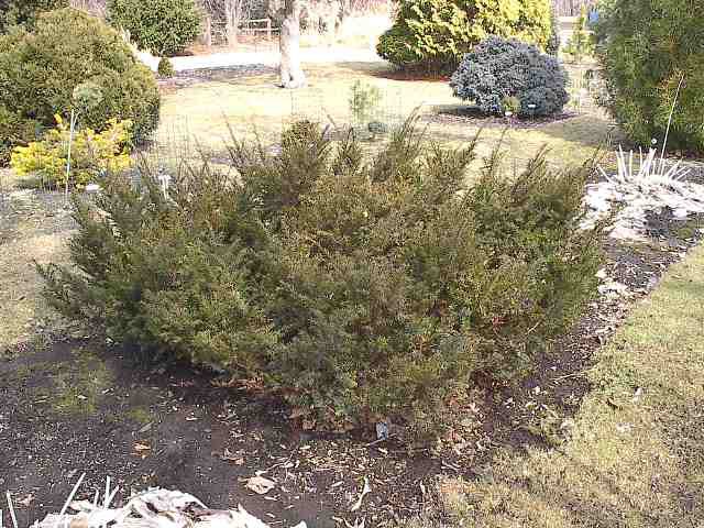 Taxus canadensis