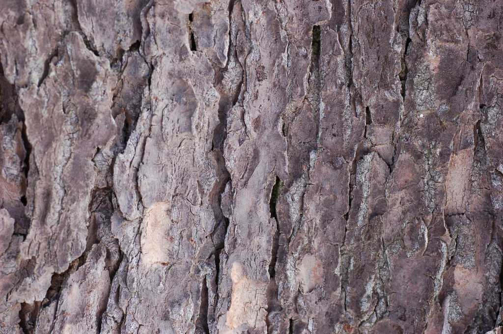 Tsuga canadensis