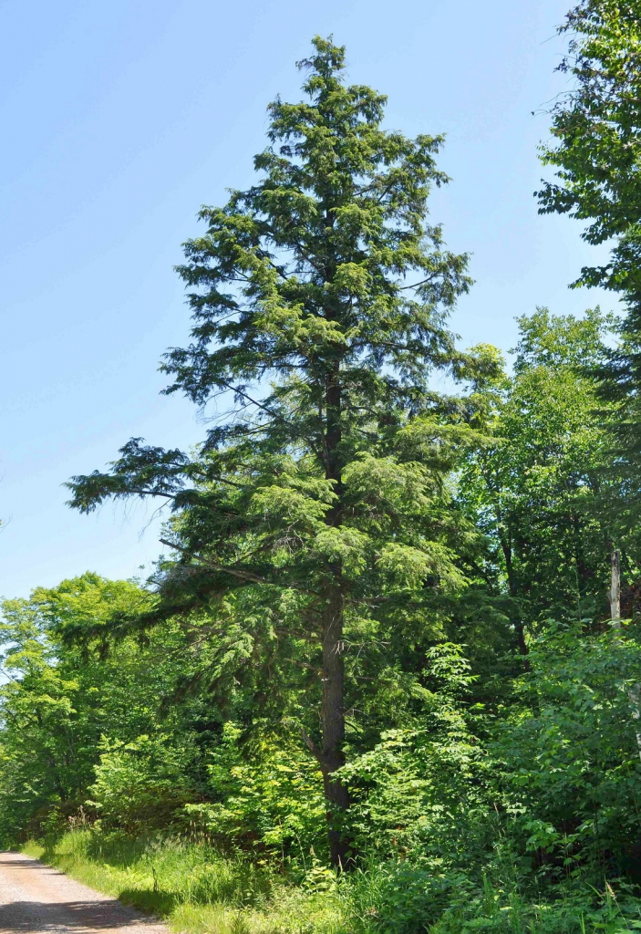 Tsuga canadensis