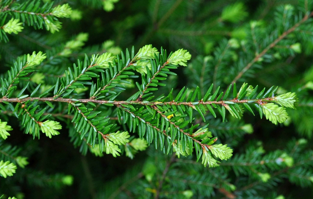 Tsuga canadensis