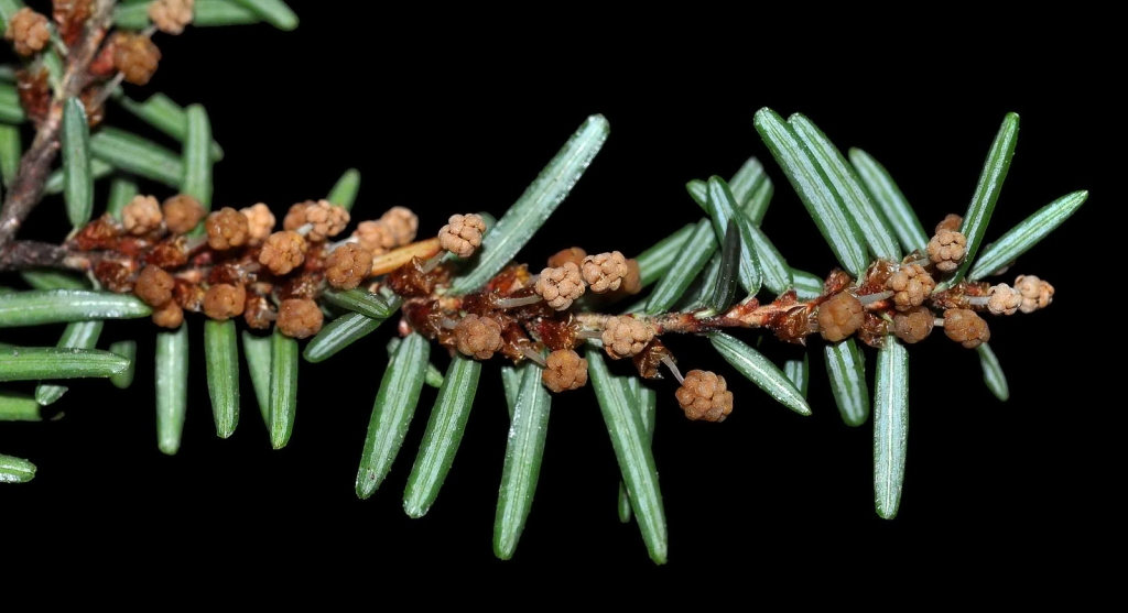 Tsuga canadensis