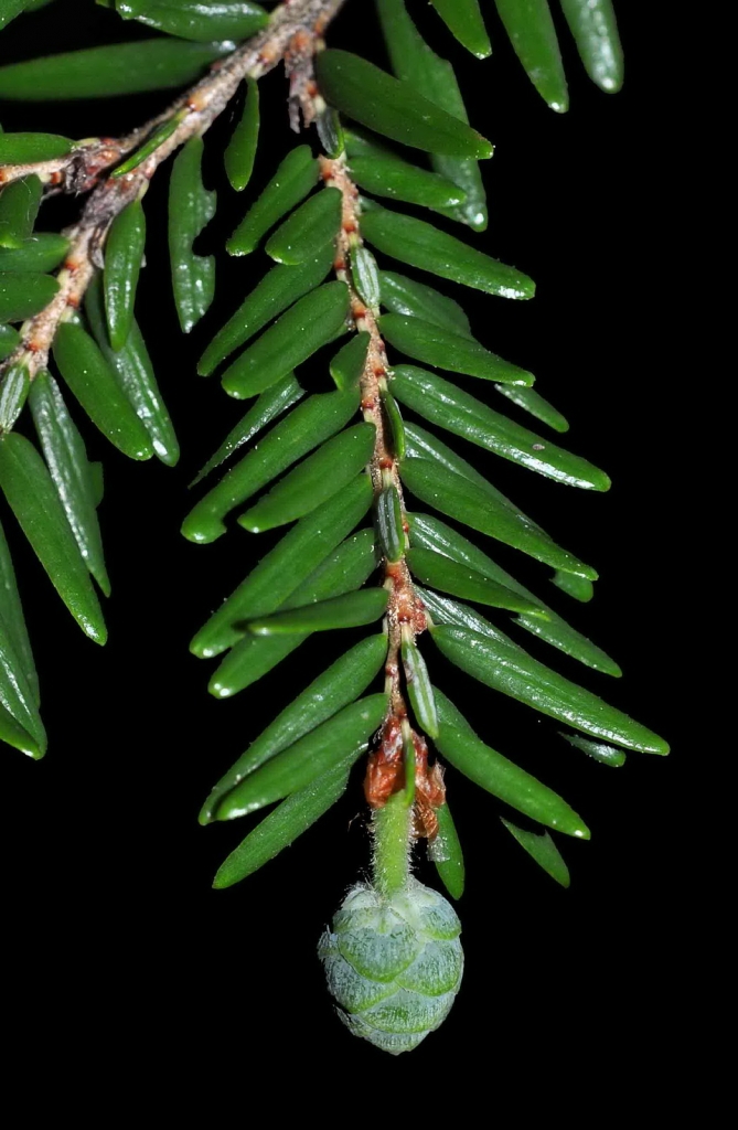 Tsuga canadensis